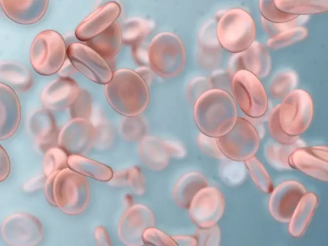 Blood cells.webp
