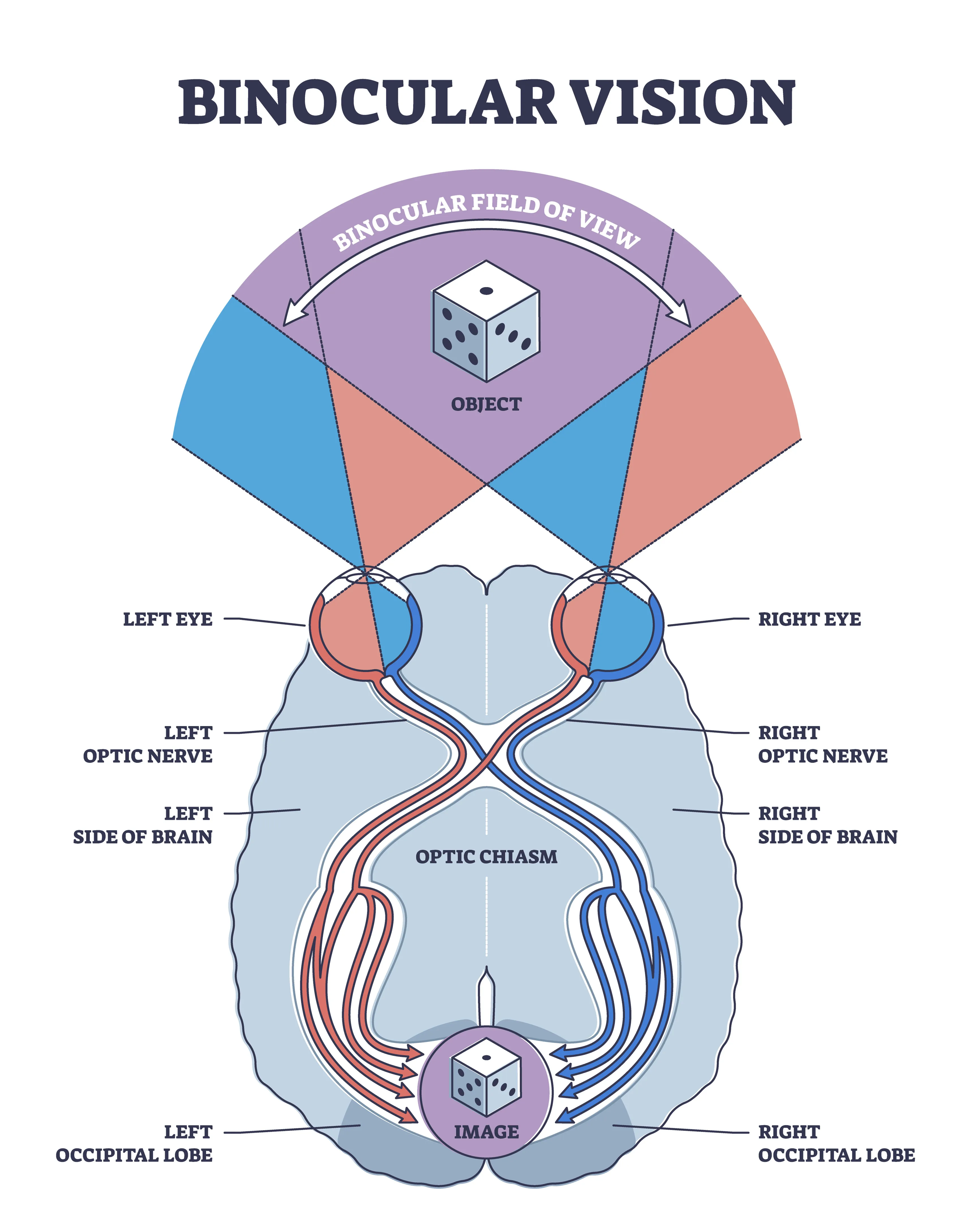 Diagram of binocular vision and the optical chiasm