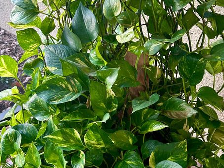 Lessons from Pothos