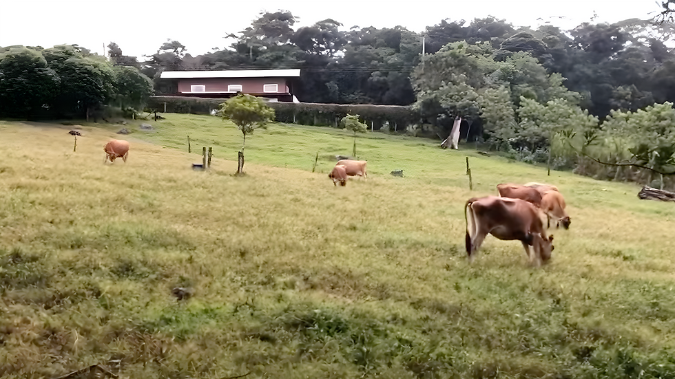 Cómo una finca Carbono Negativa se benefició de Sistema.bio