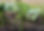 Cucumber-seedling1.jpg