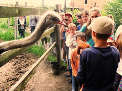 Страусиная форма