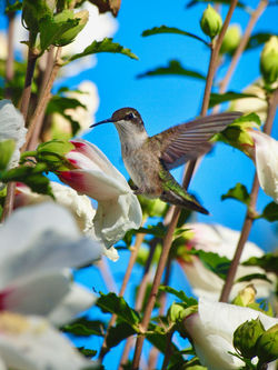 Female Hummingbird