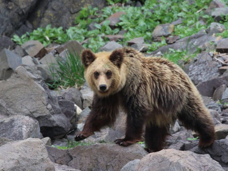 ALASKA – 3 (2007) - Bears in Alaska