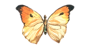 17 (3).png