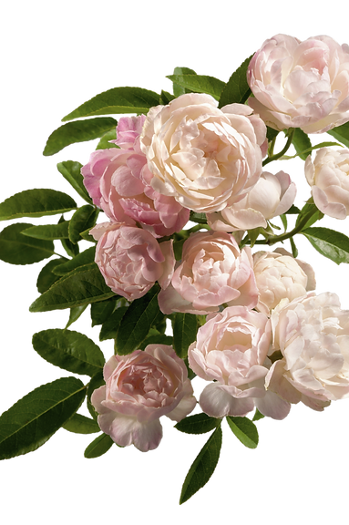 Pink Peonies