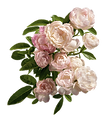 peônias cor de rosa