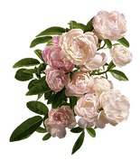 Pink Peonies