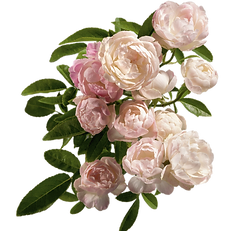 Pink Peonies