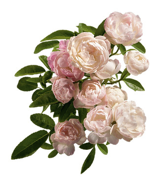 Dirndl Frühling Spring Traditional Dress Fashion Lake Constance Bodensee Lake Mountains Switzerland Swiss Fashion Swissness