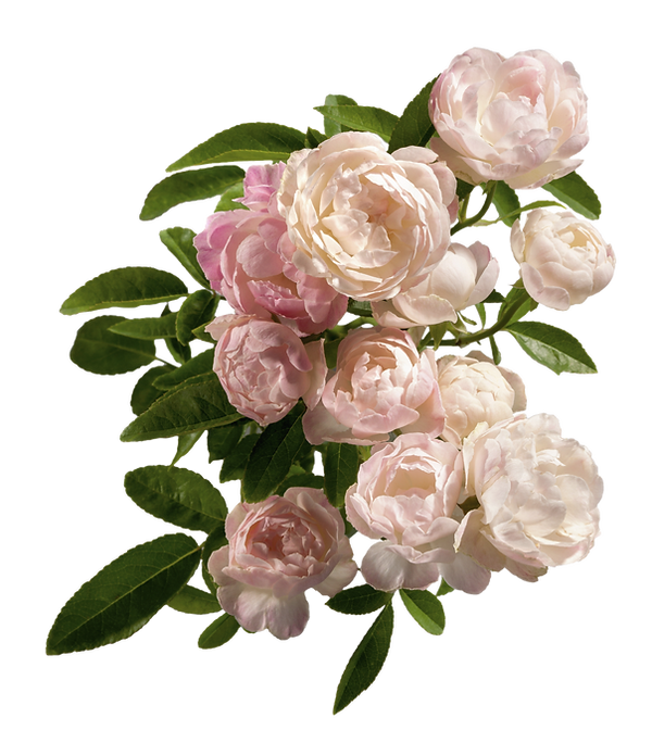 Pink Peonies