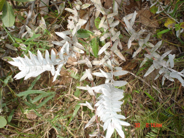 Miniatura: Bioconcentrado Manacá