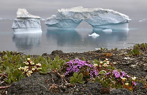 depositphotos_213337394-stock-photo-iceberg-and-flowers-on-the.jpg