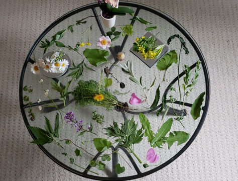 Wild Edibles, Plant Identification and Foraging