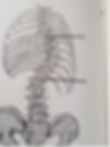 Vertebrae and rib cage .jpg