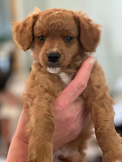 simba 2.jfif