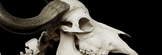 cow-skull-horn-skeleton-73824.jpg