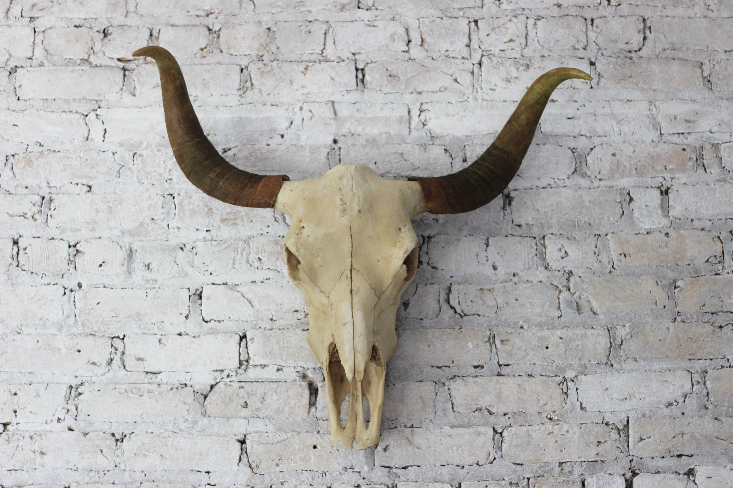 Faux Bull Skull Wall Mount