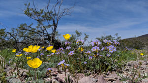 #NotSuperBloom - A Weekend in Death Valley (Day 1)