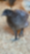 IMG_1995.PNG