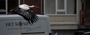 Stork