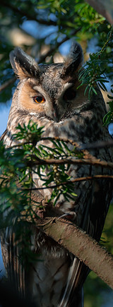 Long Eared Owl