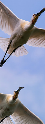 Spoonbills