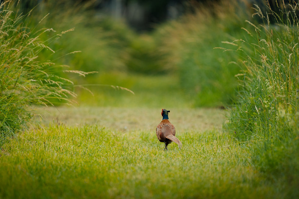 Vienna Pheasant
