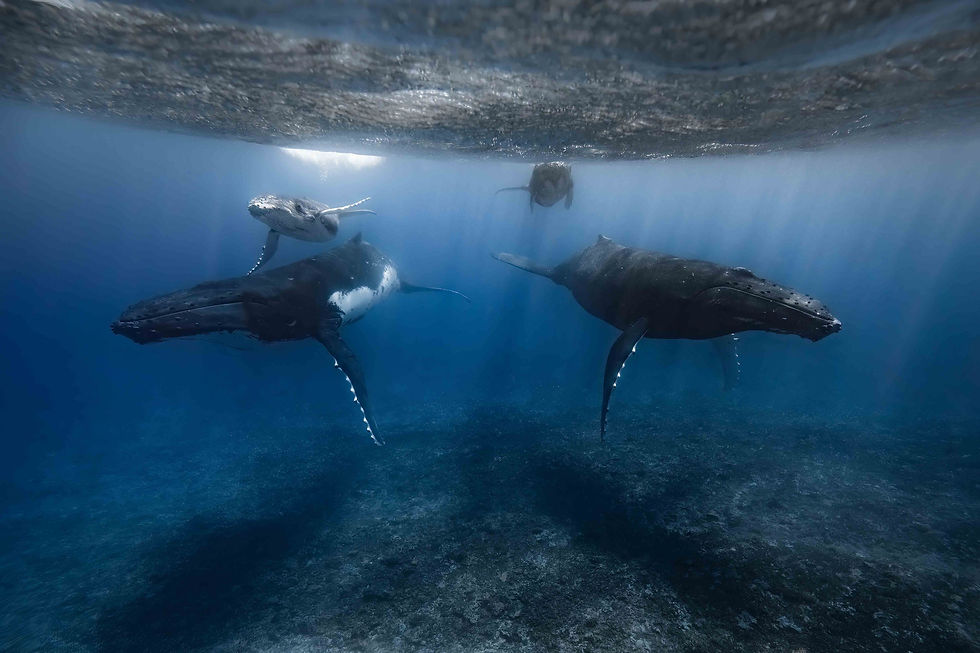 Four humpback whales swim underwater in deep blue ocean, light rays filtering through the surface. Calm and majestic atmosphere.