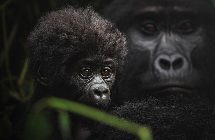 gorilla.jpeg