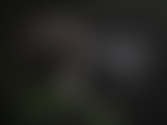Gorilla Trekking in Bwindi’s impenetrable forest: An adventure of a lifetime that’s helping to save the endangered mountain gorilla