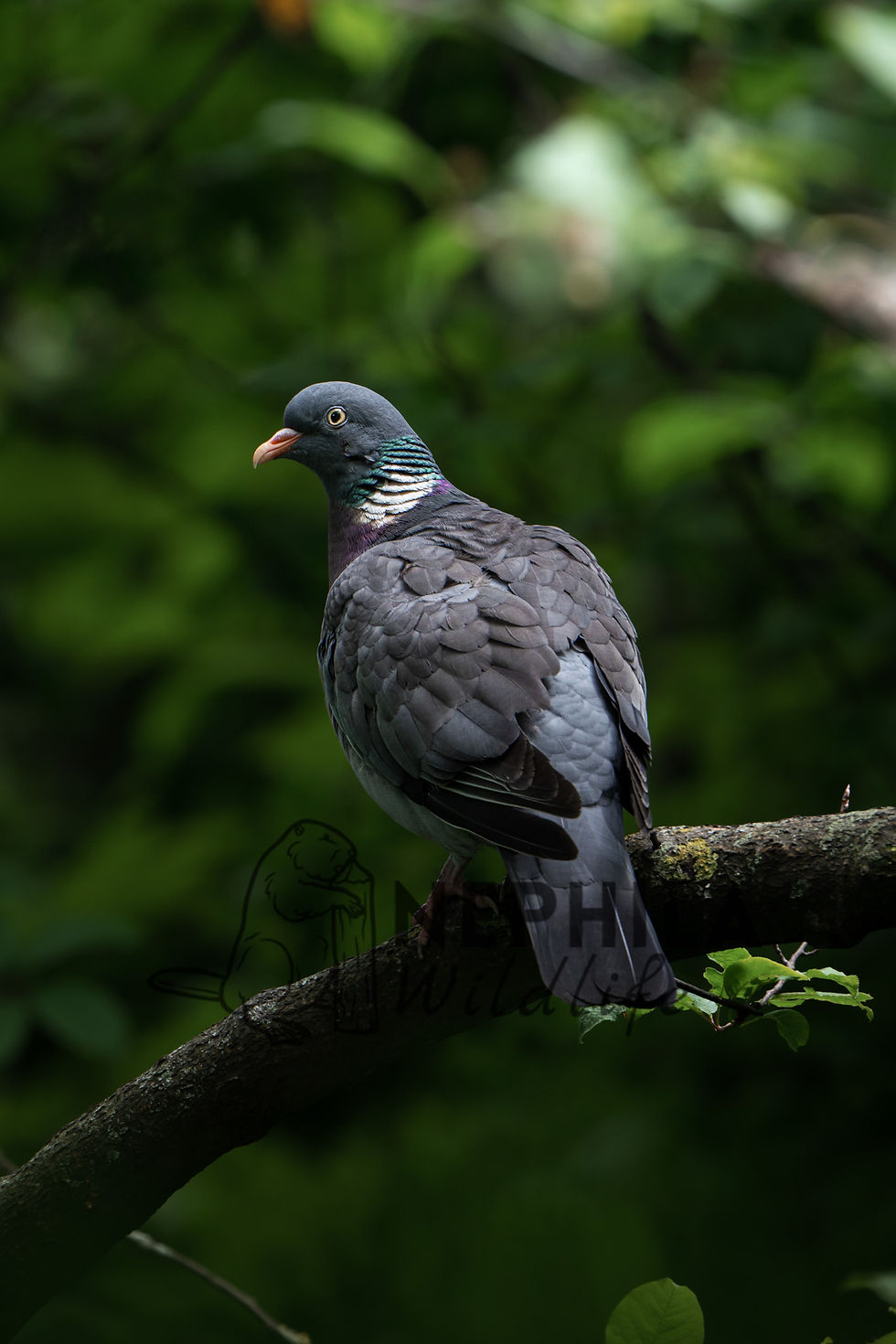 Wild pigeon