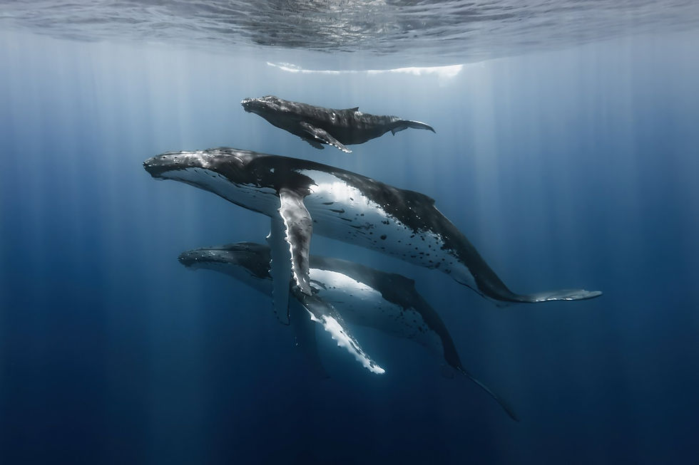 Three humpback whales swim gracefully underwater in deep blue ocean, with sunlight filtering through. A peaceful, serene scene.