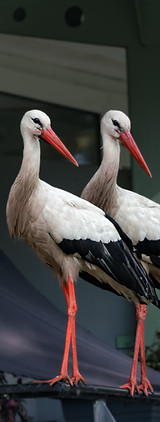 Storks
