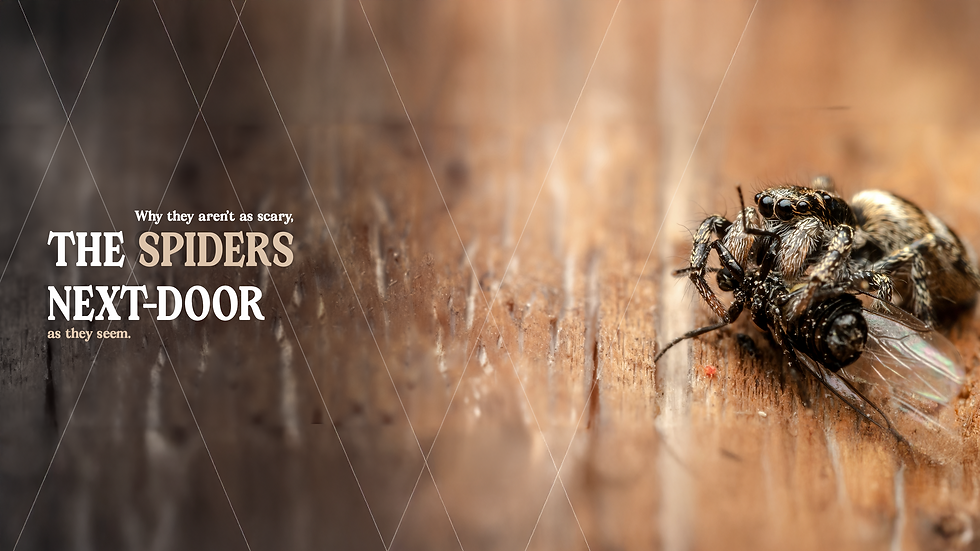 spiders_next_door_banner.png