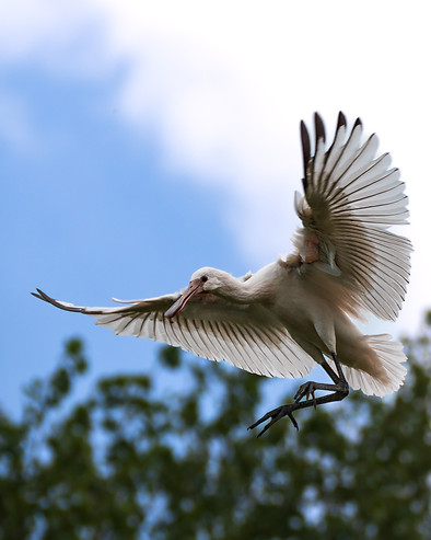 Spoonbill
