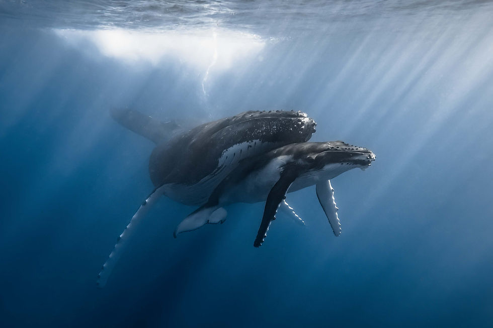 Two humpback whales swimming under sunlit ocean water, creating a serene blue ambiance.
