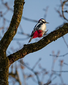 Woodpecker