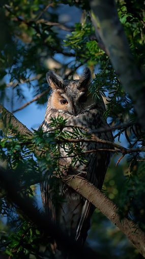 Long Eared Owl
