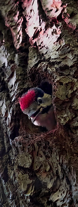 Baby Woodpecker