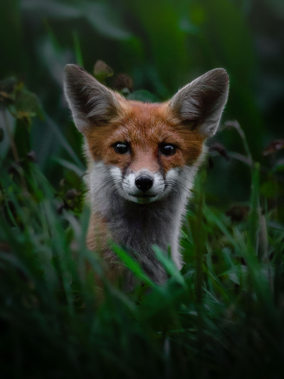 Red fox