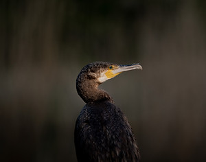 Cormorant