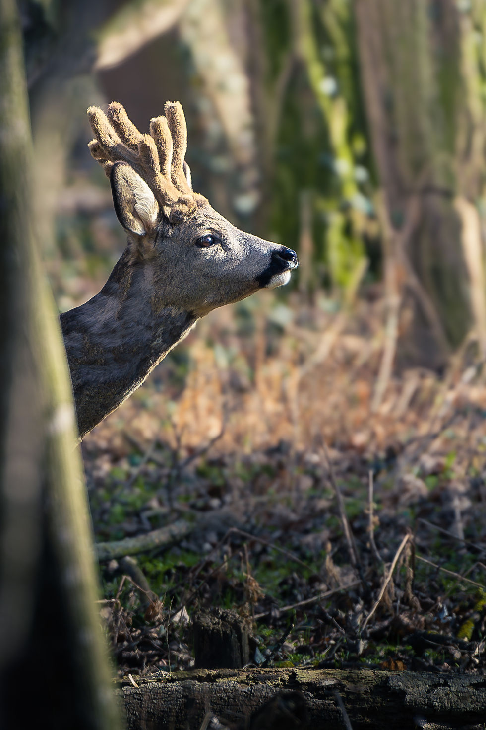 Roe Deer in sunset