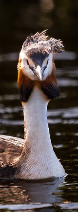 Red Crested Grebe