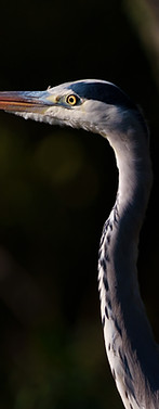 Heron