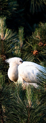 Spoonbill