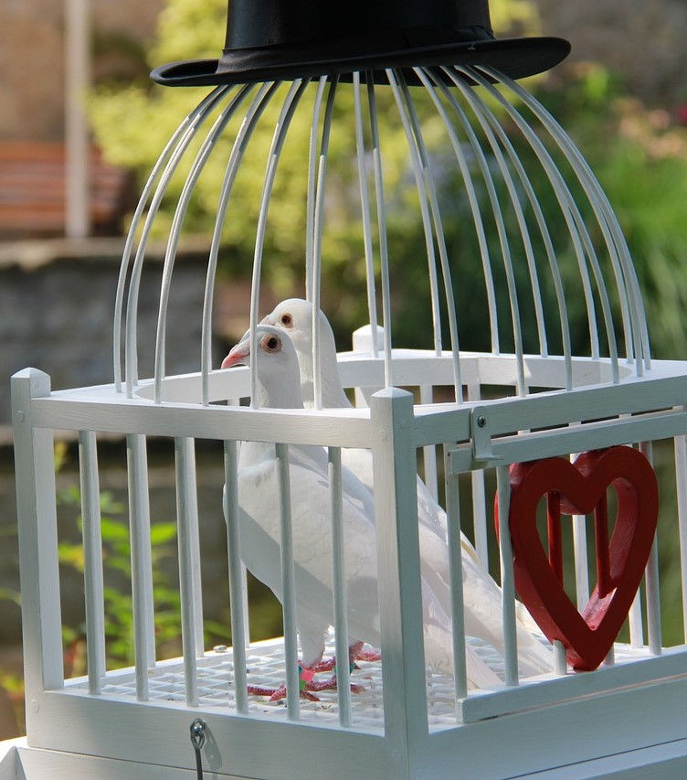 2 white wedding pigeons