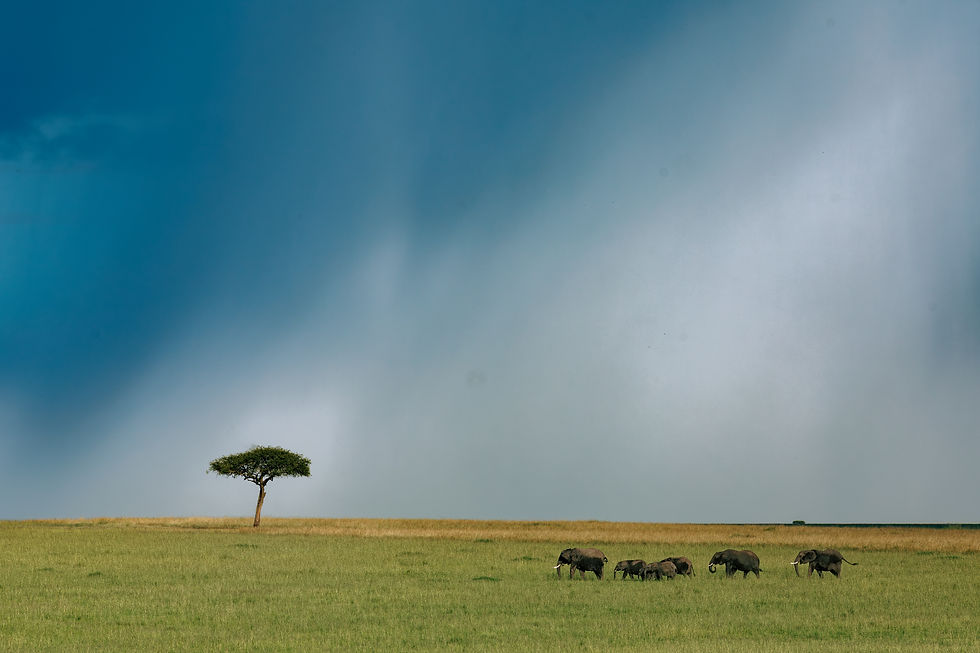 Elephants walking on a grassy plain under a cloudy blue sky, with a solitary tree in the distance. The mood is serene and natural.