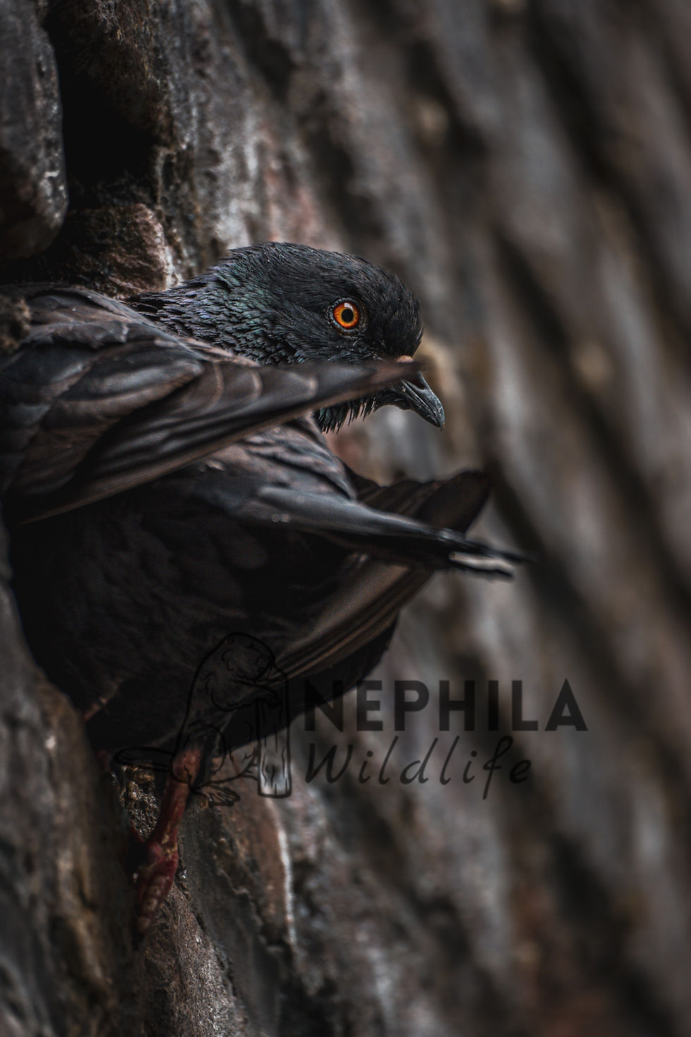A city pigeon