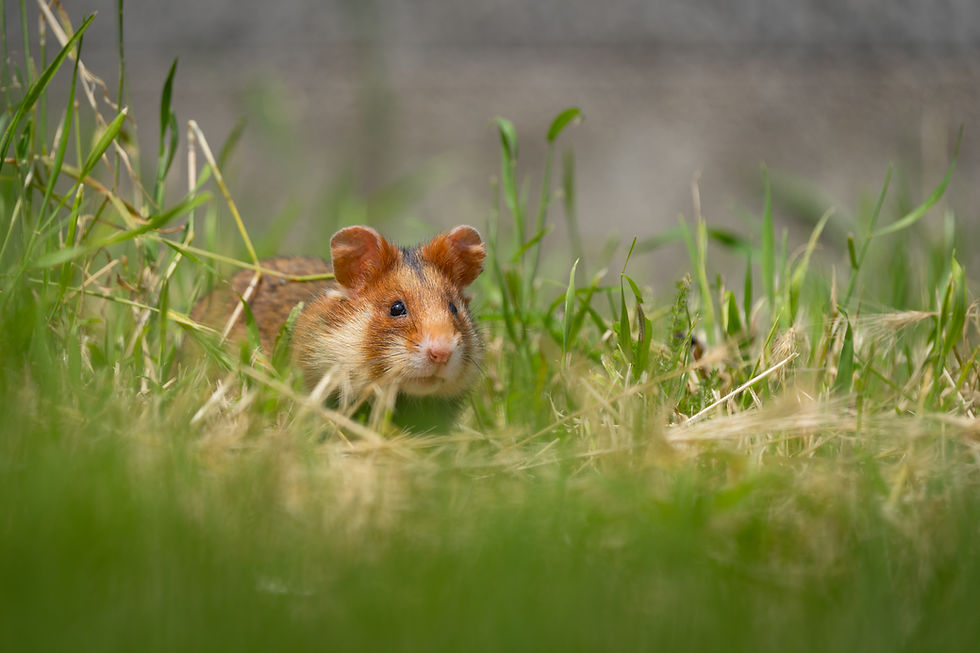 European Hamster wandering